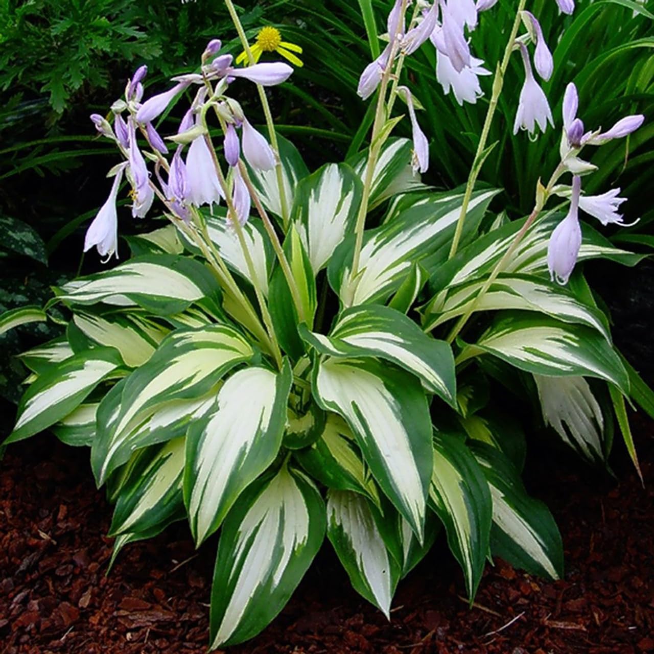 Millennium - Hosta for planting in home garden